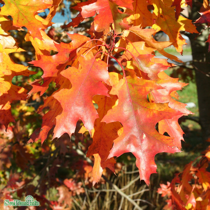 Quercus rubra E Ungträd 150-200cm Co