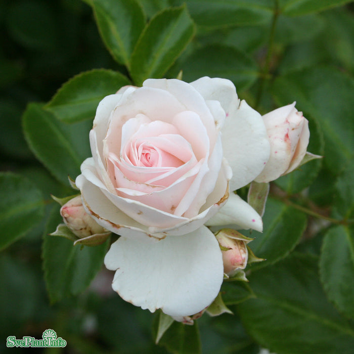 Rosa 'Aspirin Rose' A kval C4