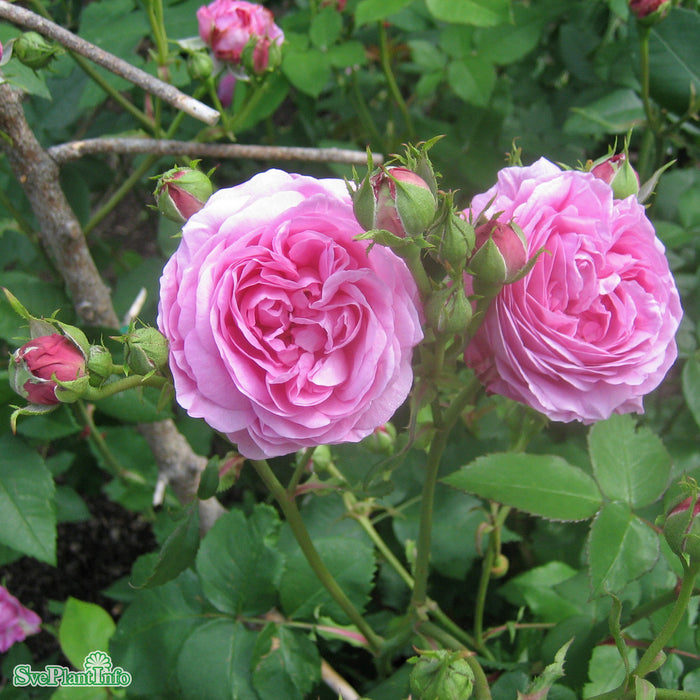 Rosa 'Louise Odier' A kval C4