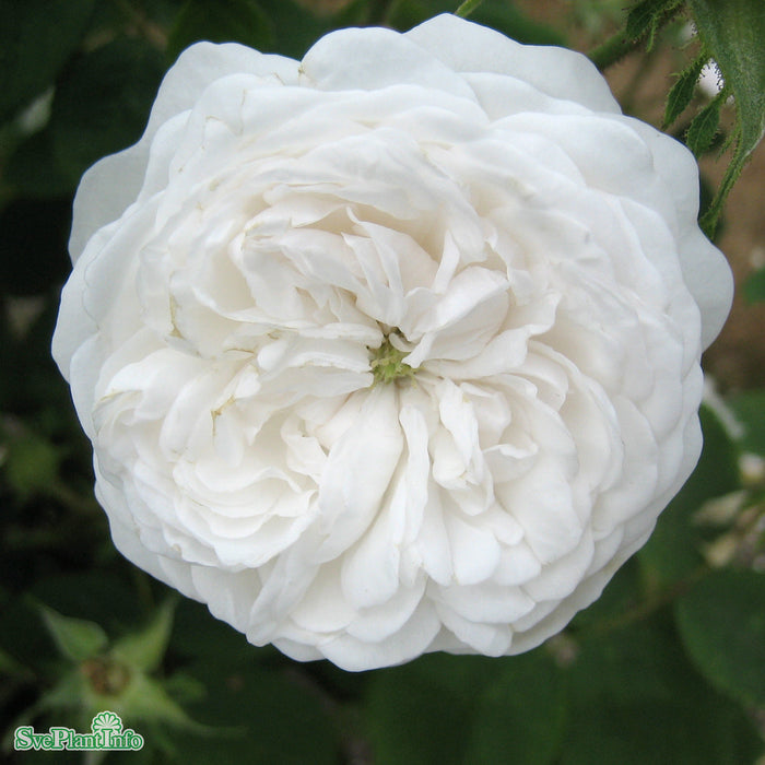 Rosa 'Mme. Hardy' A kval C4