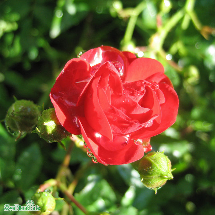 Rosa 'Red Fairy' A kval C4