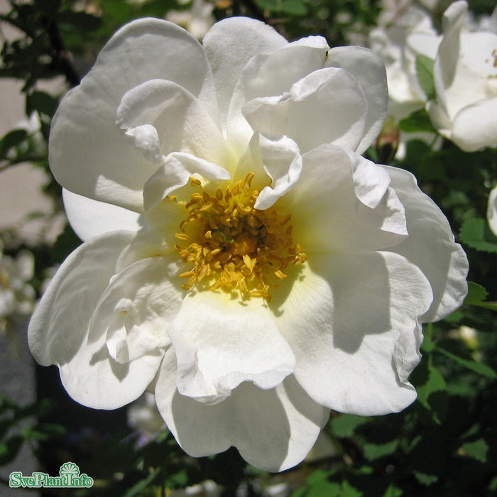 Rosa spinosissima Plena-Gruppen Rotäkta C3,5