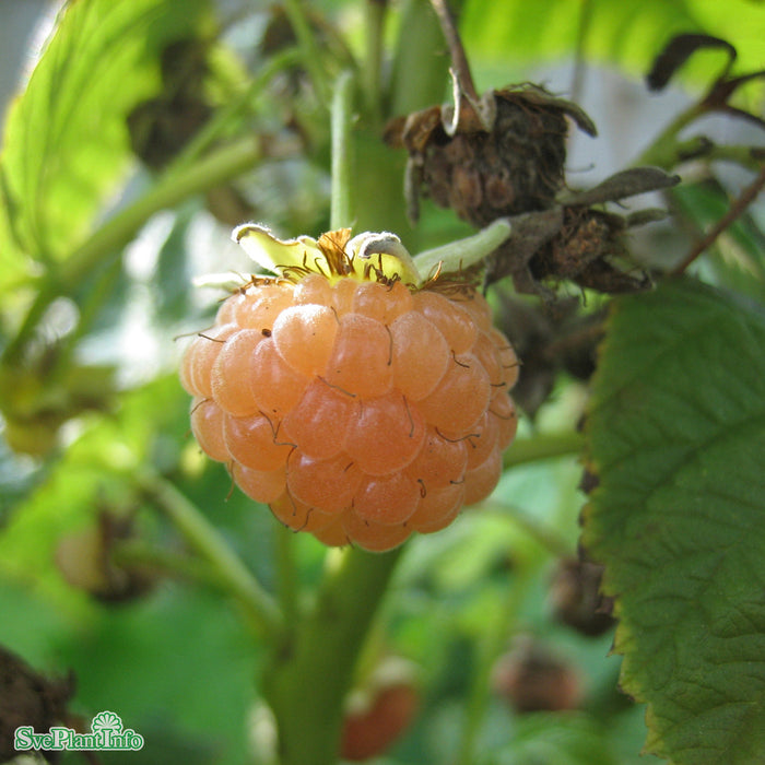 Rubus (Hösthallon) 'Diana' E A-kval C3,5