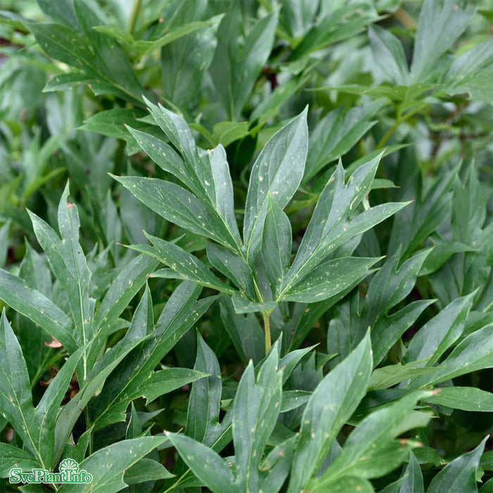 Paeonia (Itoh-Gruppen) 'Cora Louise' A-kval C4
