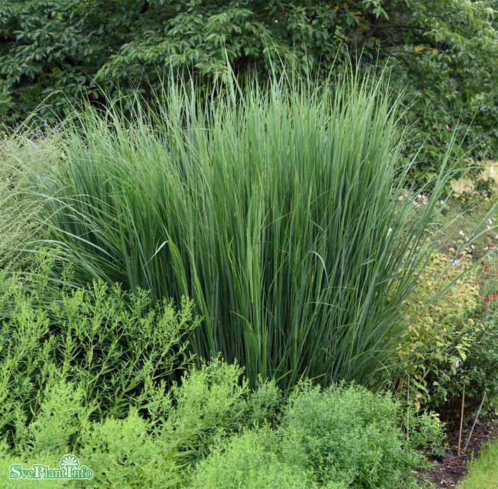 Panicum virgatum 'Northwind' A-kval C2
