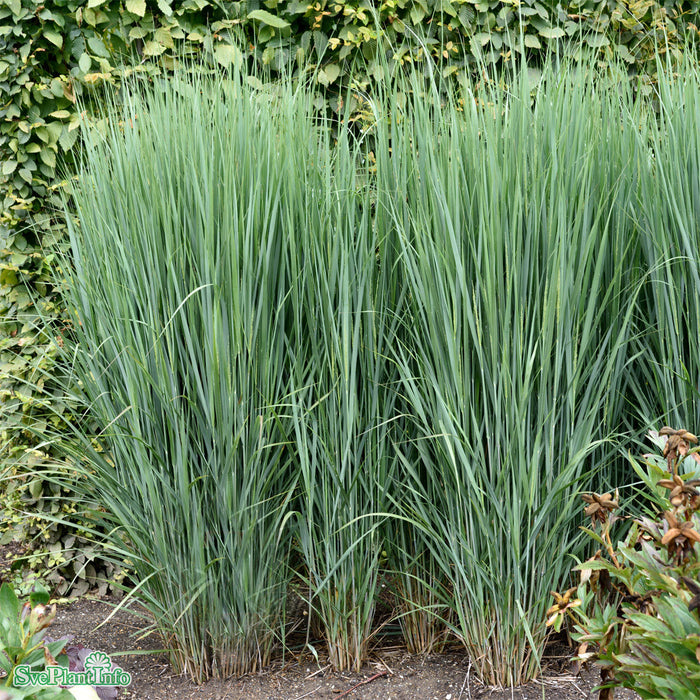 Panicum virgatum 'Northwind' A-kval C2