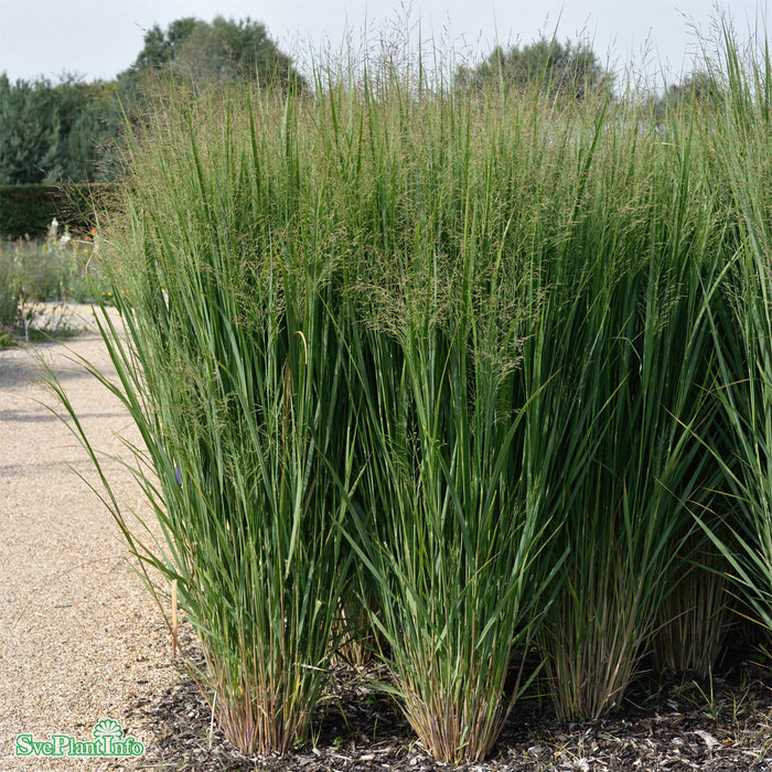 Panicum virgatum 'Northwind' A-kval C2