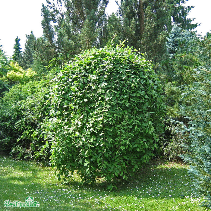 Salix caprea 'Kilmarnock' Stam C7,5 180cm