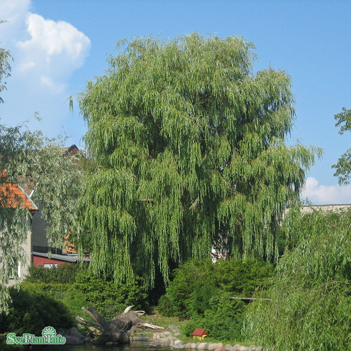 Salix x sepulcralis 'Chrysocoma' Högstam Kl So 12-14