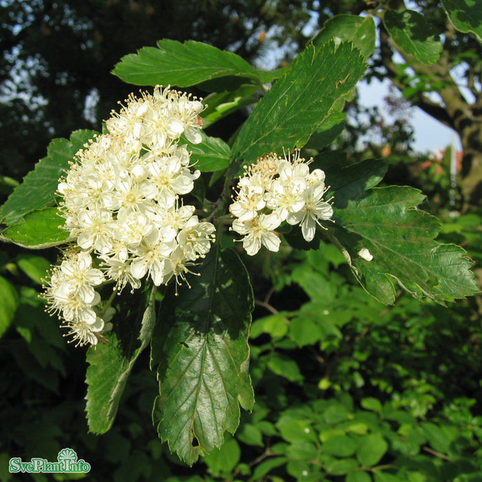 Sorbus intermedia Högstam Kl So 10-12