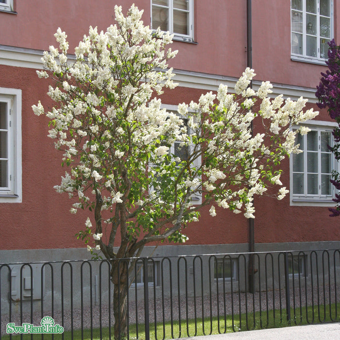 Syringa vulgaris 'Mme Lemoine' Busk C5