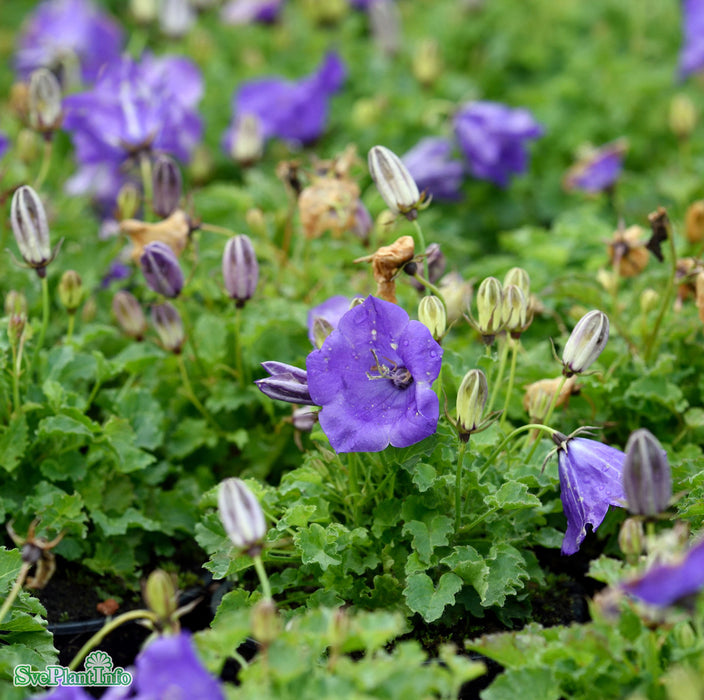 Campanula carpatica 'Blaue Clips' A-kval