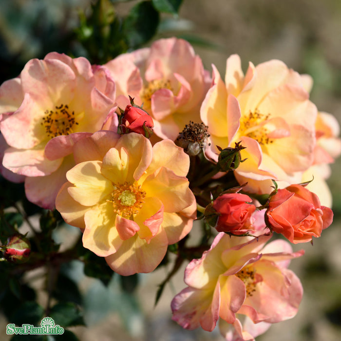 Rosa 'Linnaeus' A kval C4