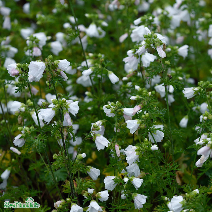 Malva moschata 'Alba' A-kval