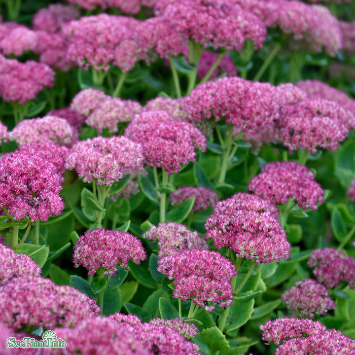 Hylotelephium 'Herbstfreude' A-kval