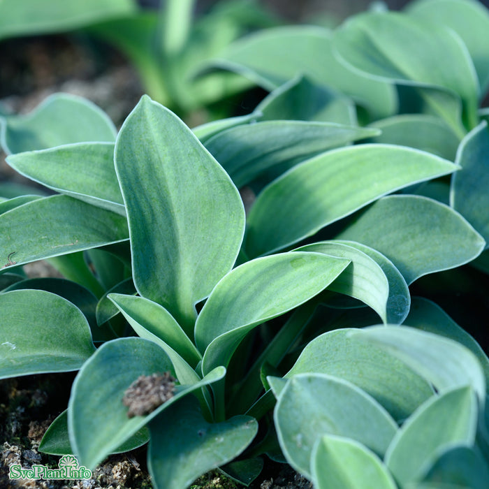 Hosta 'Blue Mouse Ears' A-kval