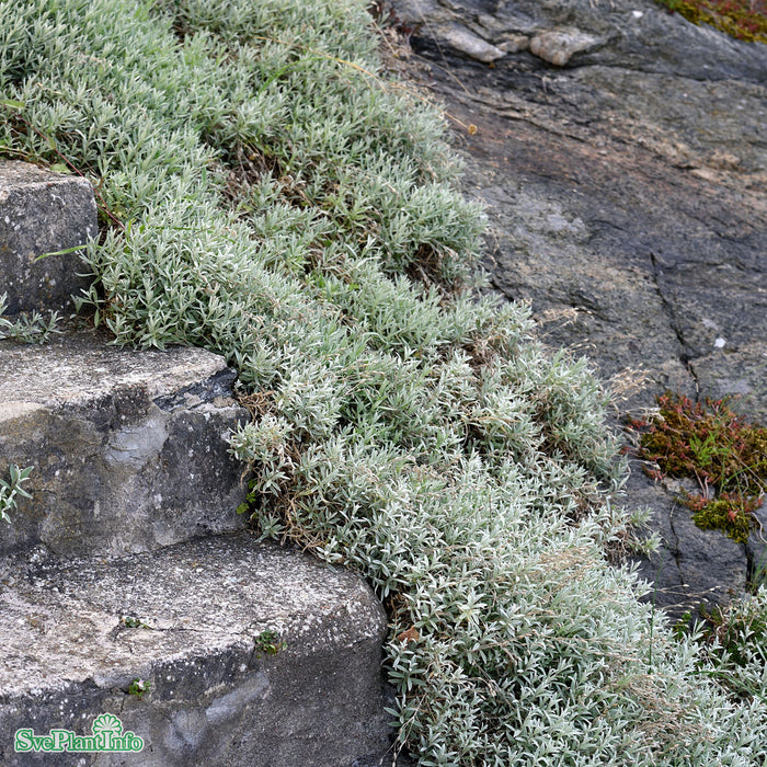 Cerastium tomentosum A-kval