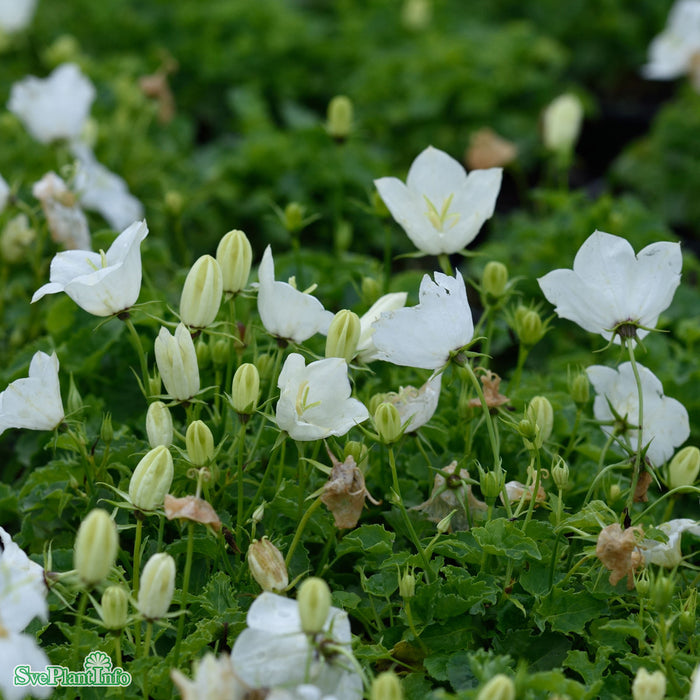 Campanula carpatica 'Weisse Clips' A-kval