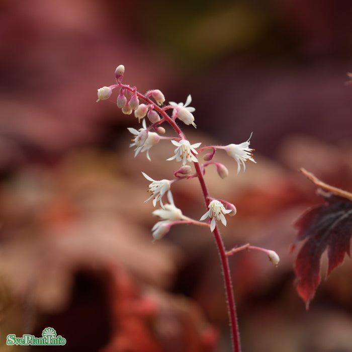 Heucherella 'Sweet Tea' A-kval