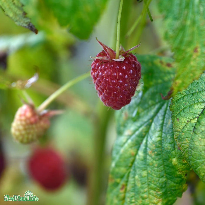Rubus (Hösthallon) 'Polka' A-kval C3,5