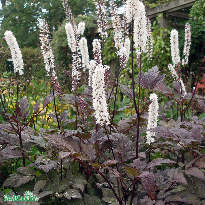 Actaea simplex 'Brunette' A-kval C2