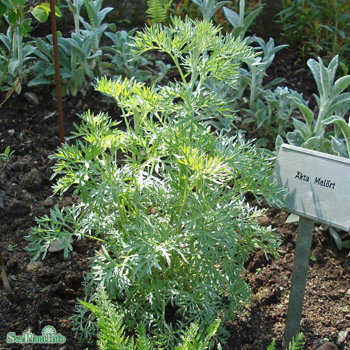 Artemisia absinthium A-kval