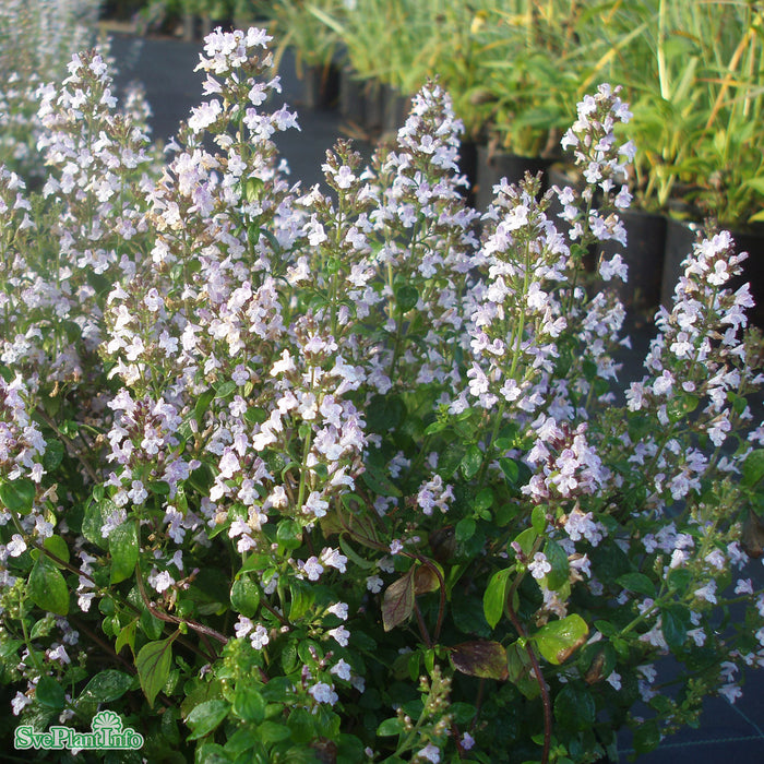 Calamintha nepeta A-kval