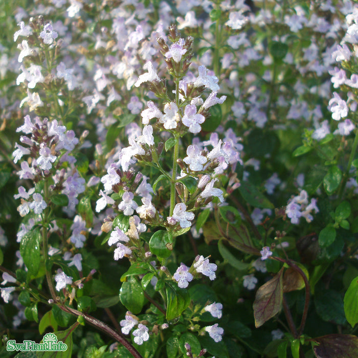 Calamintha nepeta A-kval