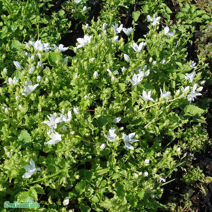 Campanula poscharskyana 'E. H. Frost' A-kval