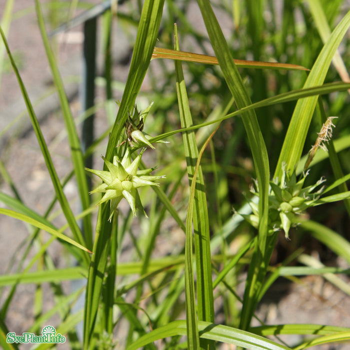 Carex grayi A-kval