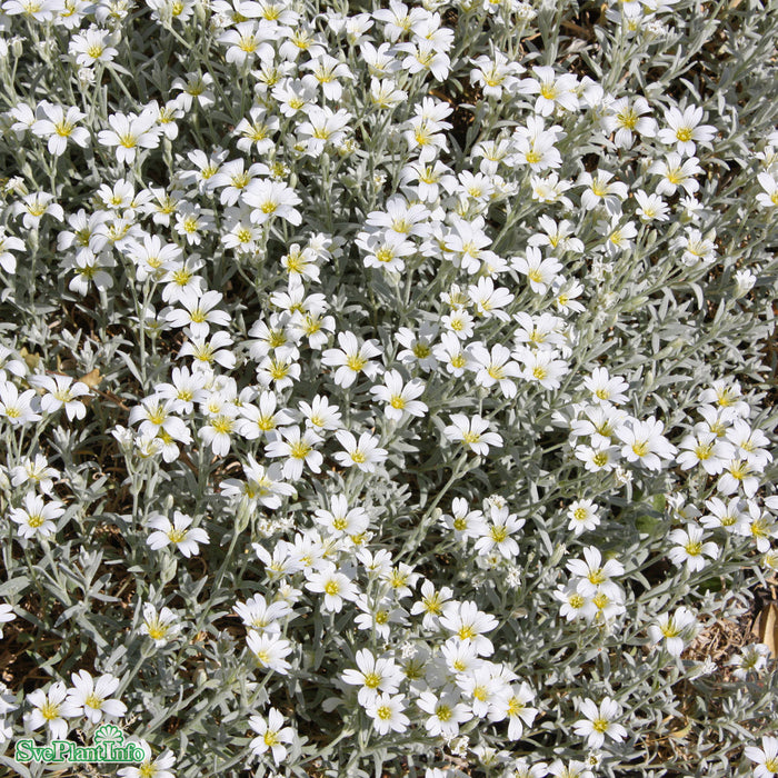 Cerastium tomentosum A-kval
