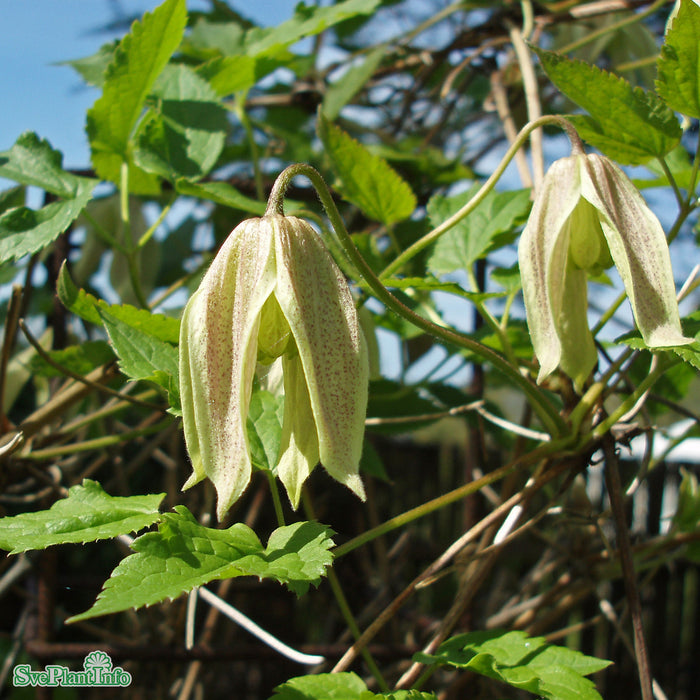 Clematis (Atr.) 'Pointy' A-kval C2