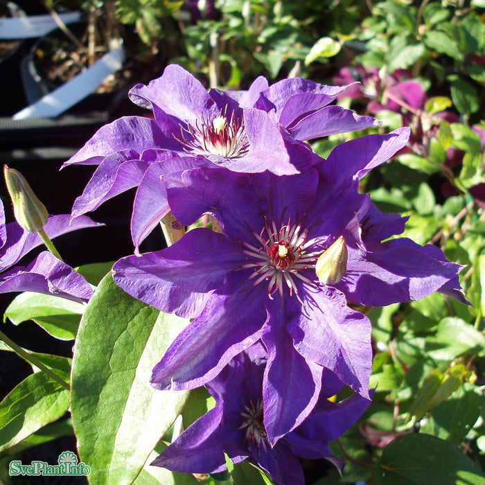 Clematis (TS) 'The President' A-kval C2