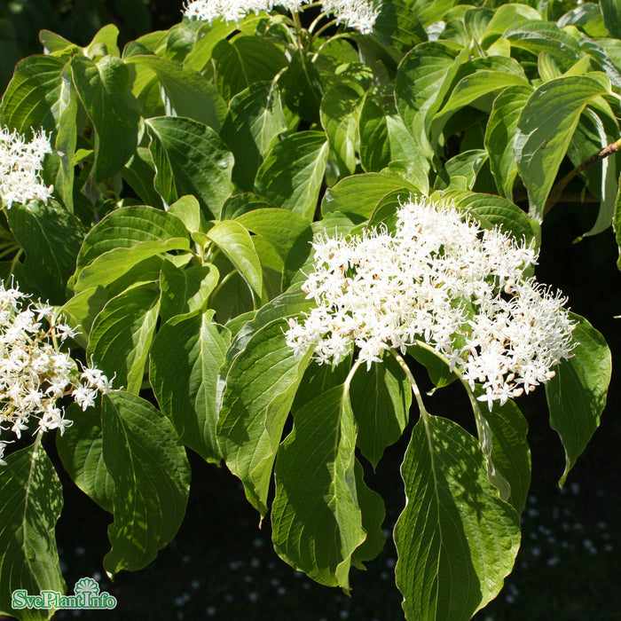 Cornus controversa Solitär Kl 150-175cm