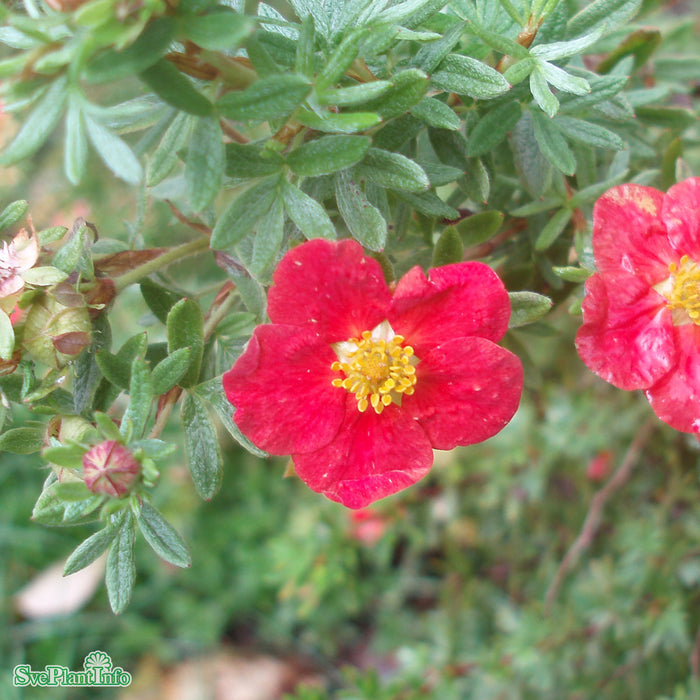 Dasiphora (Fruticosa) 'Marian Red Robin' Busk C5