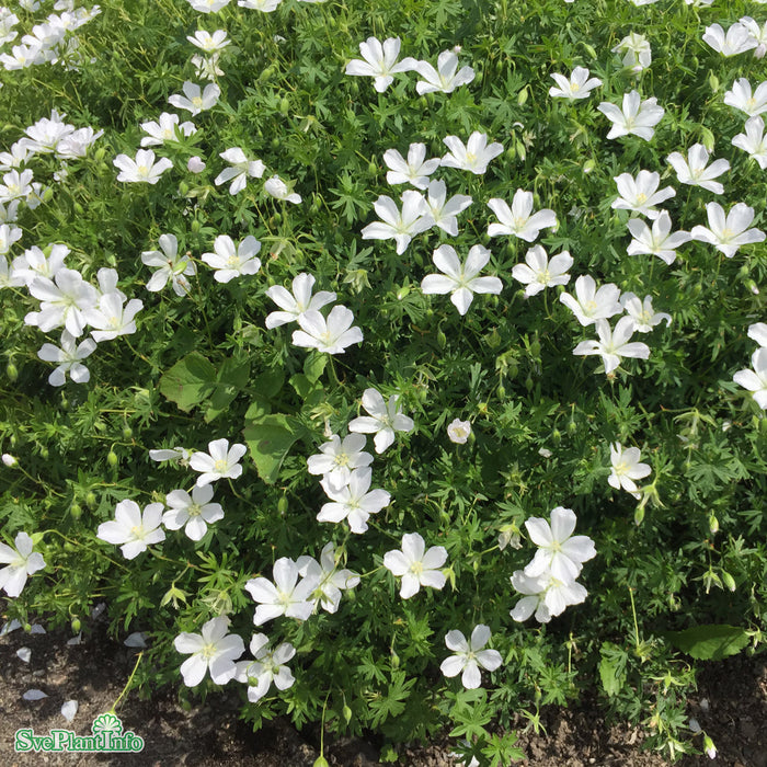 Geranium sanguineum 'Album' A-kval