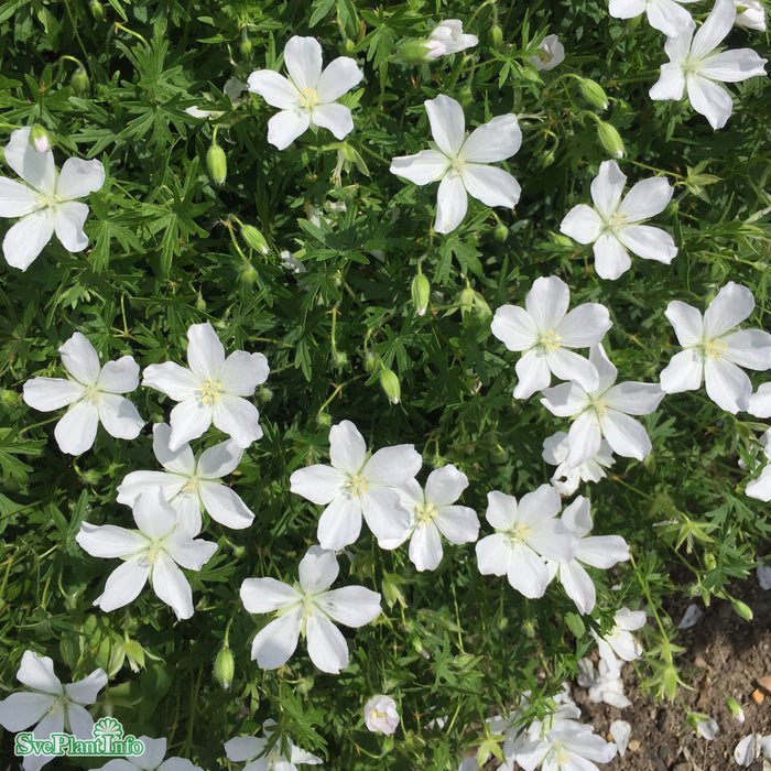 Geranium sanguineum 'Album' A-kval