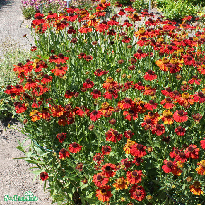 Helenium 'Moerheim Beauty' A-kval C3