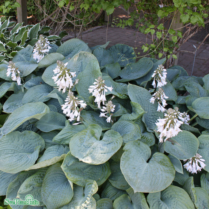Hosta sieboldiana A-kval