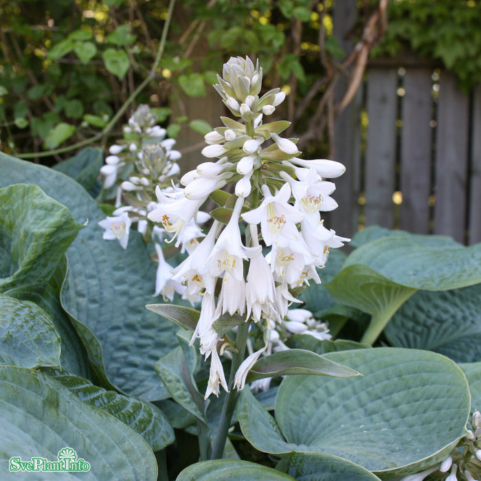 Hosta sieboldiana A-kval