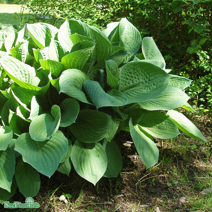 Hosta sieboldiana A-kval