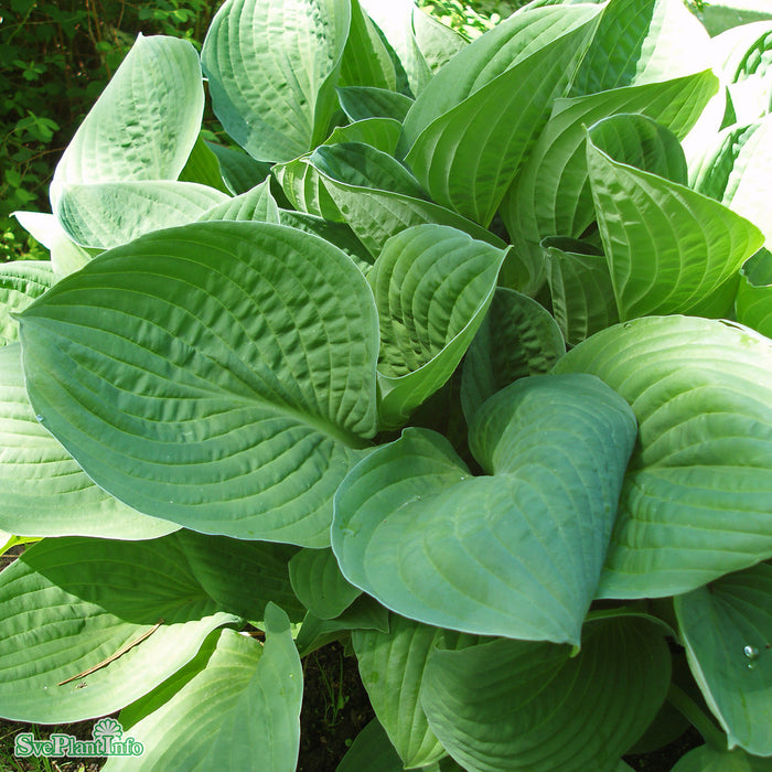 Hosta sieboldiana A-kval