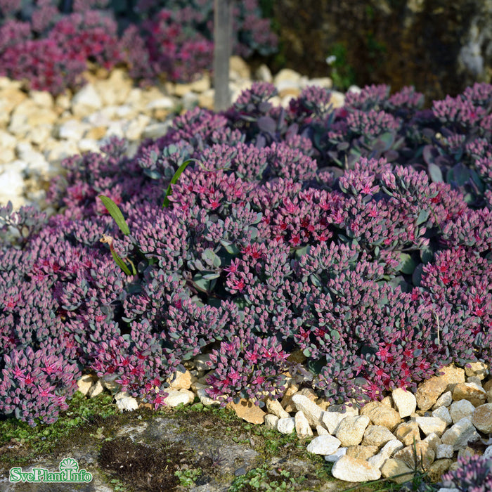 Hylotelephium cauticola A-kval