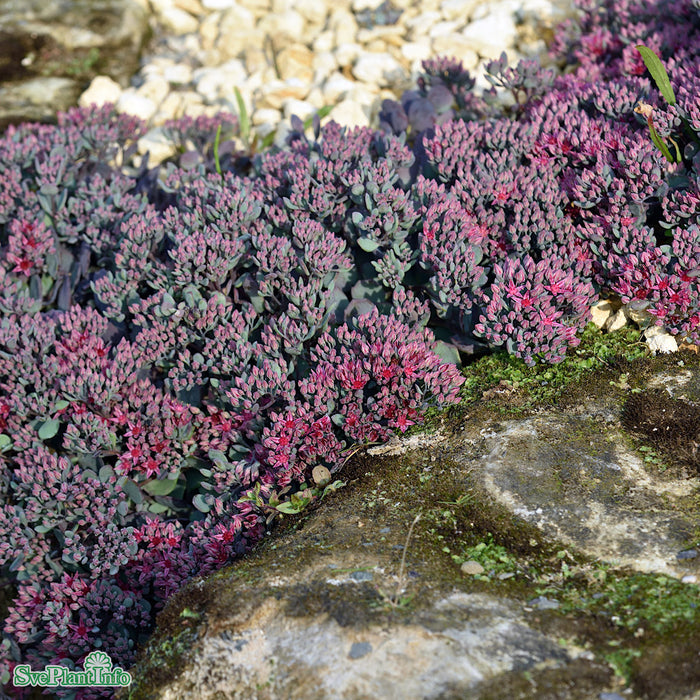 Hylotelephium cauticola A-kval