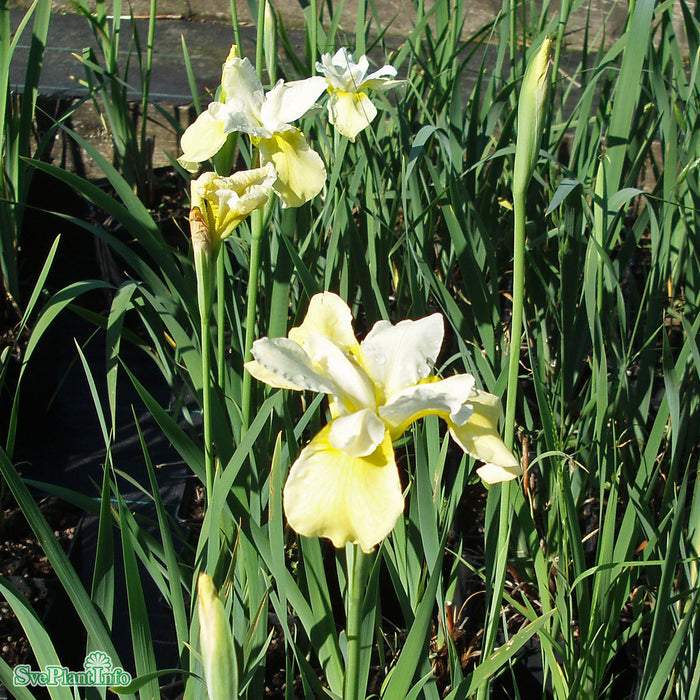 Iris sibirica 'Butter And Sugar' A-kval