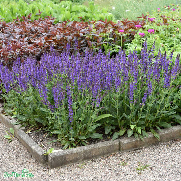 Salvia sylvestris 'Mainacht' A-kval