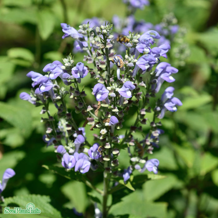 Scutellaria incana A-kval