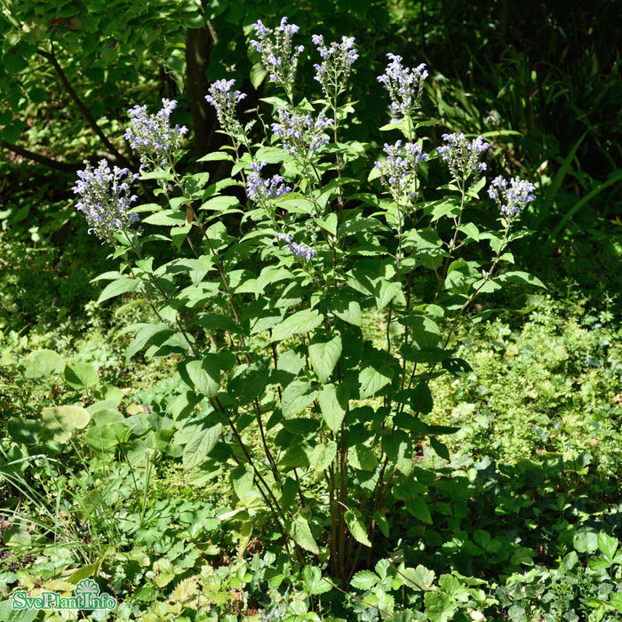 Scutellaria incana A-kval