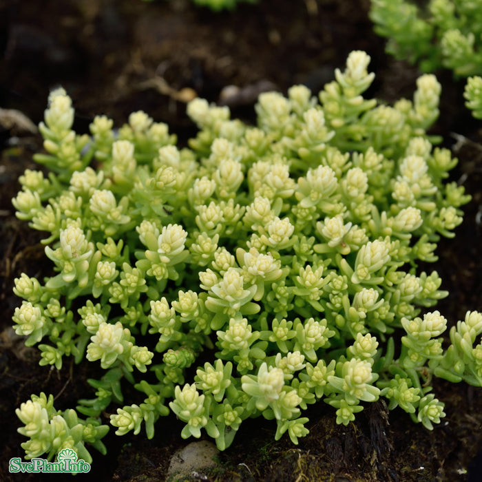 Sedum acre 'Yellow Queen' A-kval