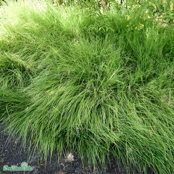 Sesleria autumnalis A-kval